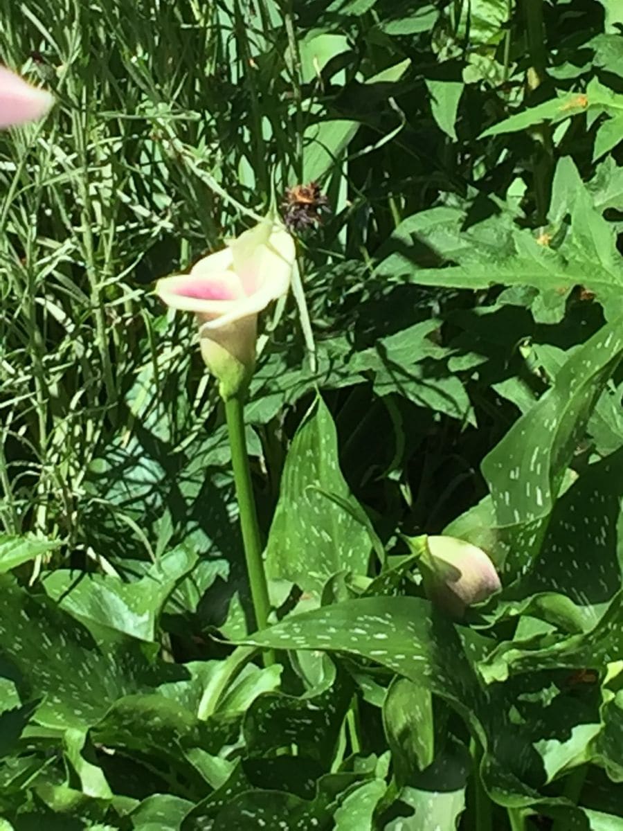 今日の花   ２