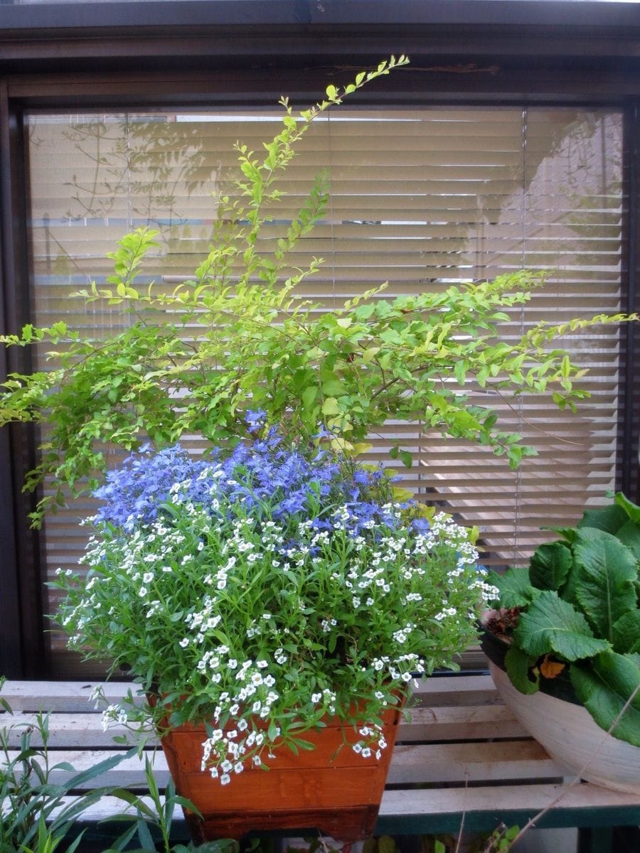 今朝の寄せ植えの様子