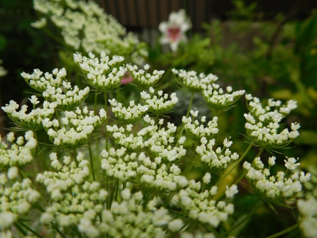 美しき小花集団