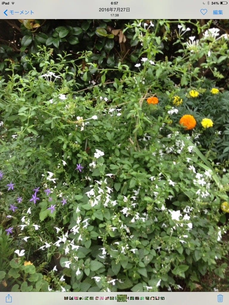 過去の夏花の土管花壇！