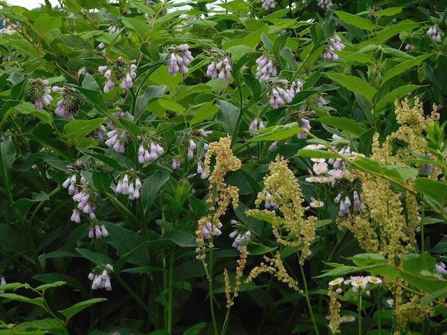 雑草園とルピナスと