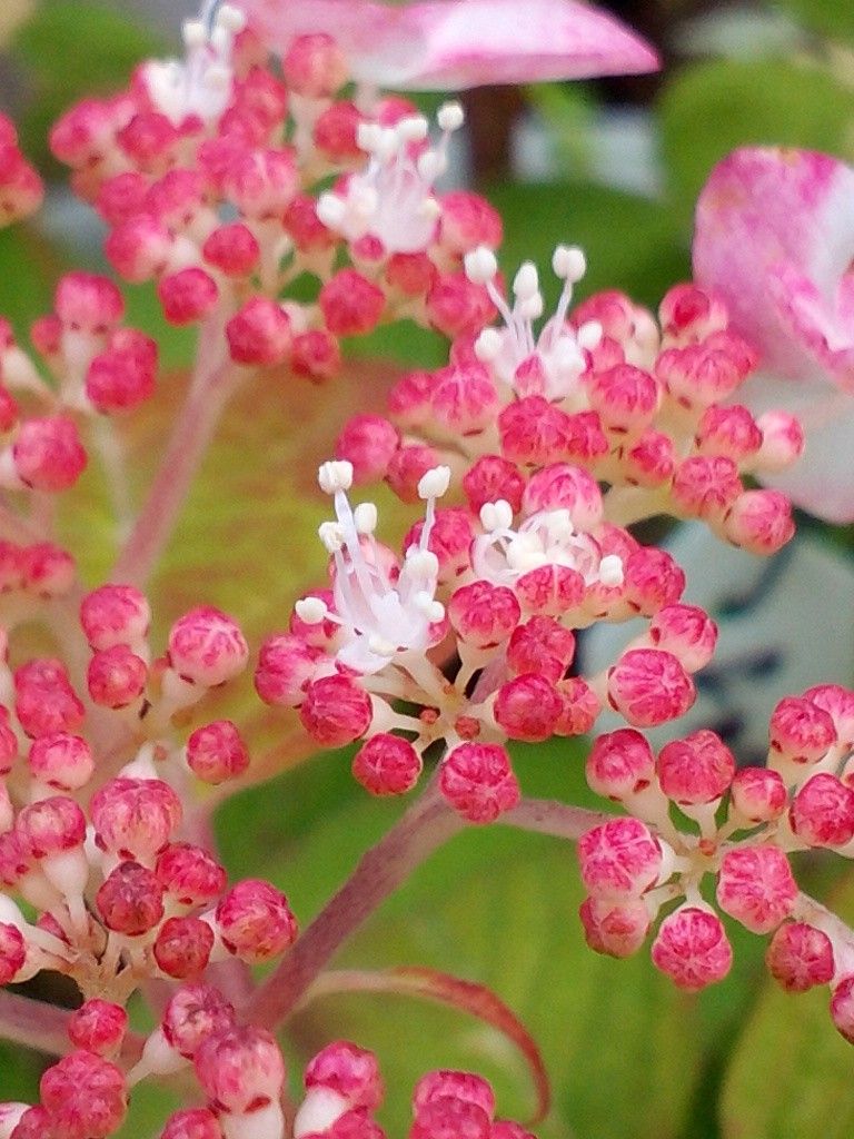 山紫陽花