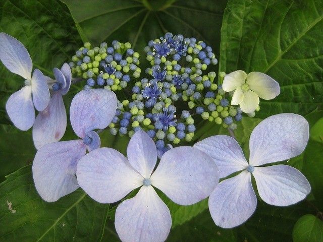 明日から雨というので～