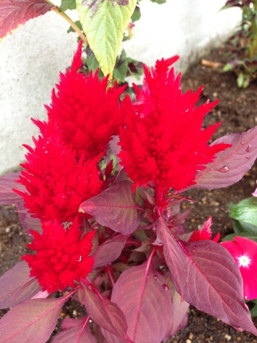 夏仕様のミニ花壇