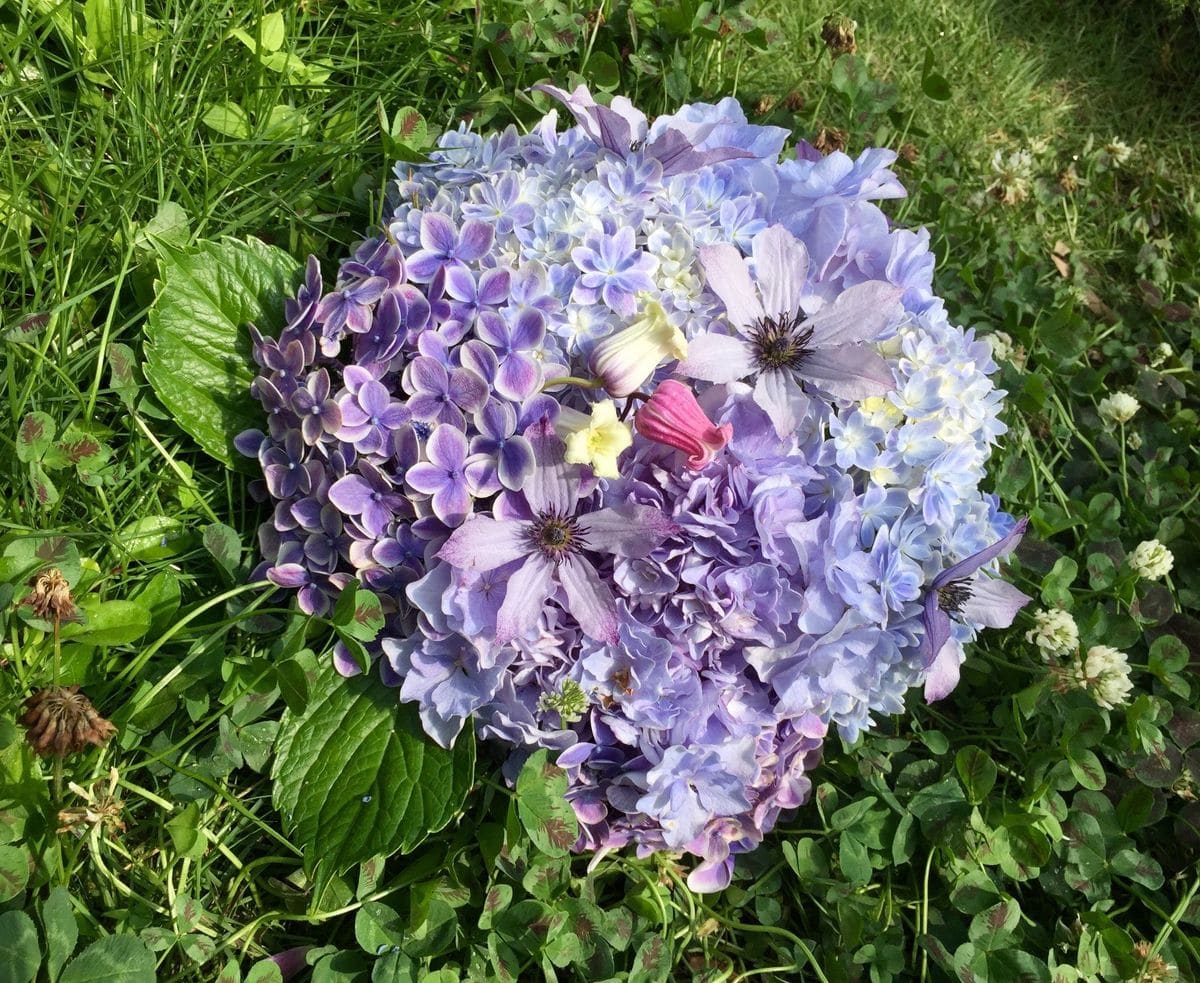 クレマチスや紫陽花の花がらで♪