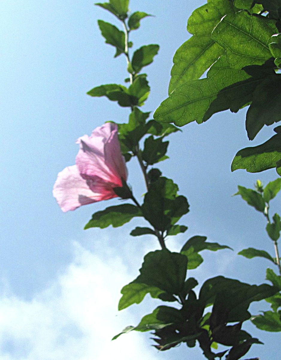 ムクゲの花が咲いた