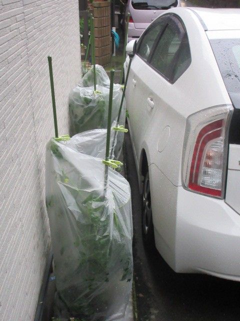 ついに雨対策しました。