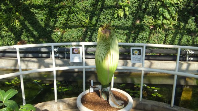 ショクダイオオコンニャク