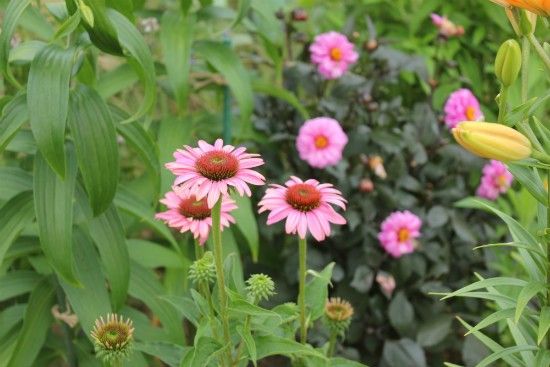 百日草の芽が