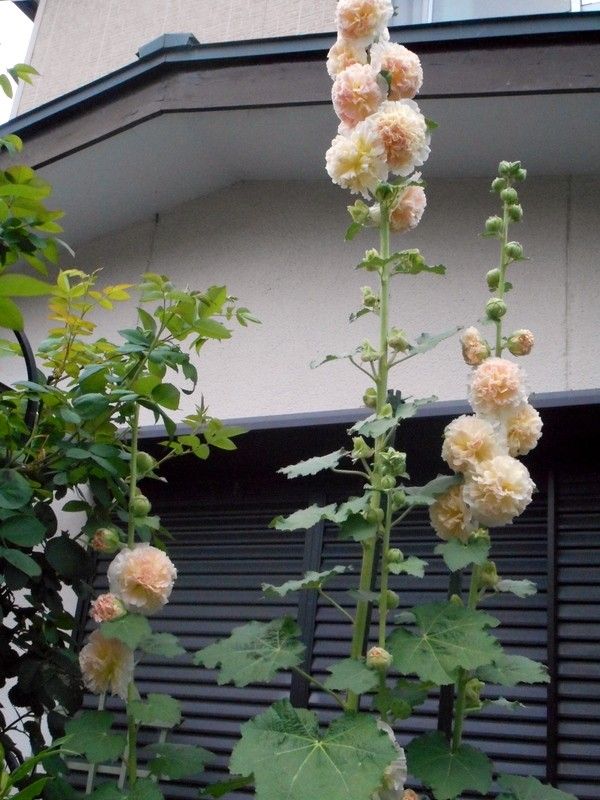 こんもり茂るマンデビラ。