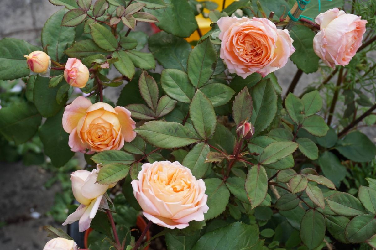 どんどん開花するレディエマハミルトン