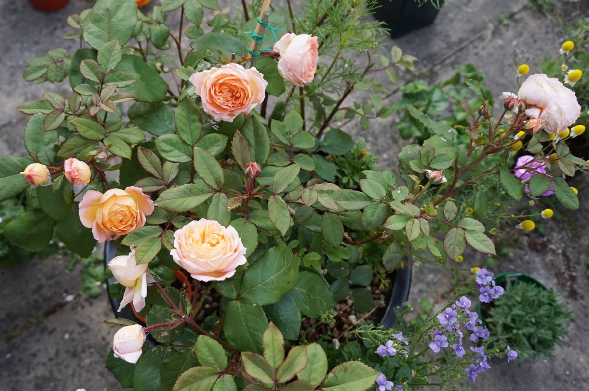 どんどん開花するレディエマハミルトン