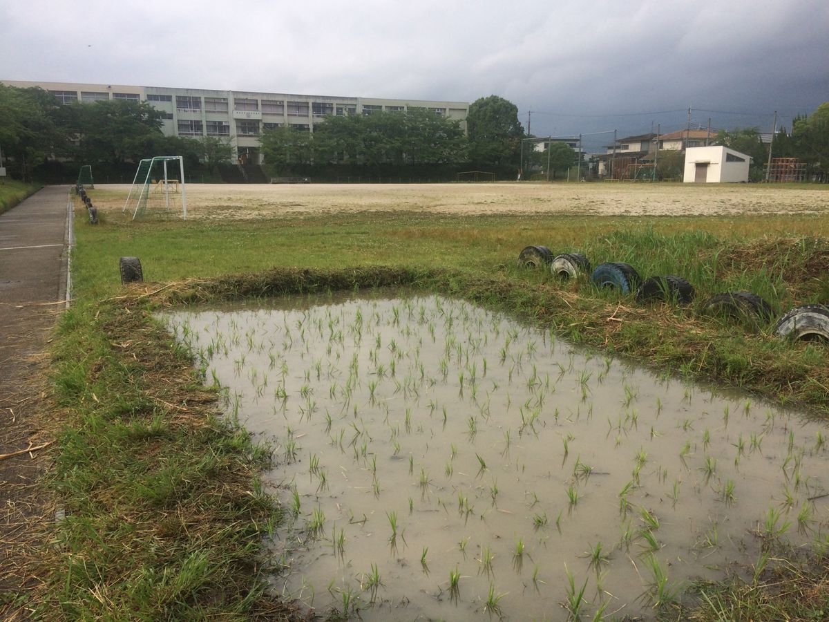 田植え