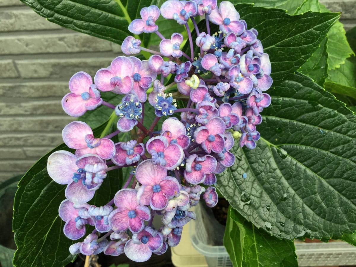 紫陽花の花 園芸日記byピンクペッパー みんなの趣味の園芸