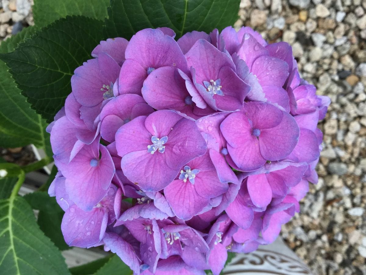 紫陽花の花 園芸日記byピンクペッパー みんなの趣味の園芸