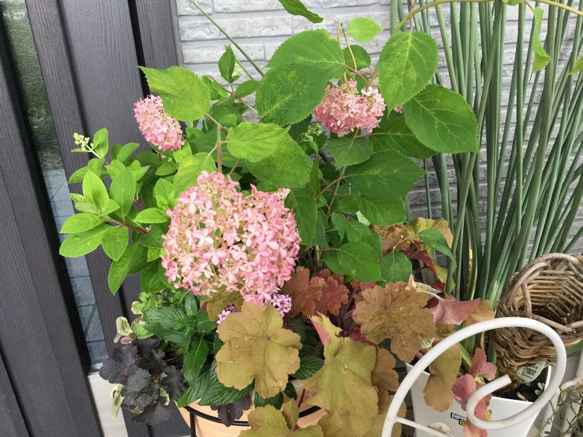 紫陽花の花 園芸日記byピンクペッパー みんなの趣味の園芸