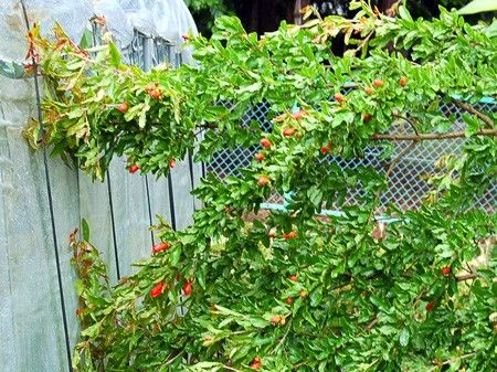 今日の花　実がきれい