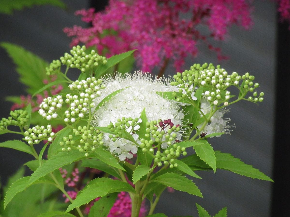 夢愛(ゆめ)の花日記♪