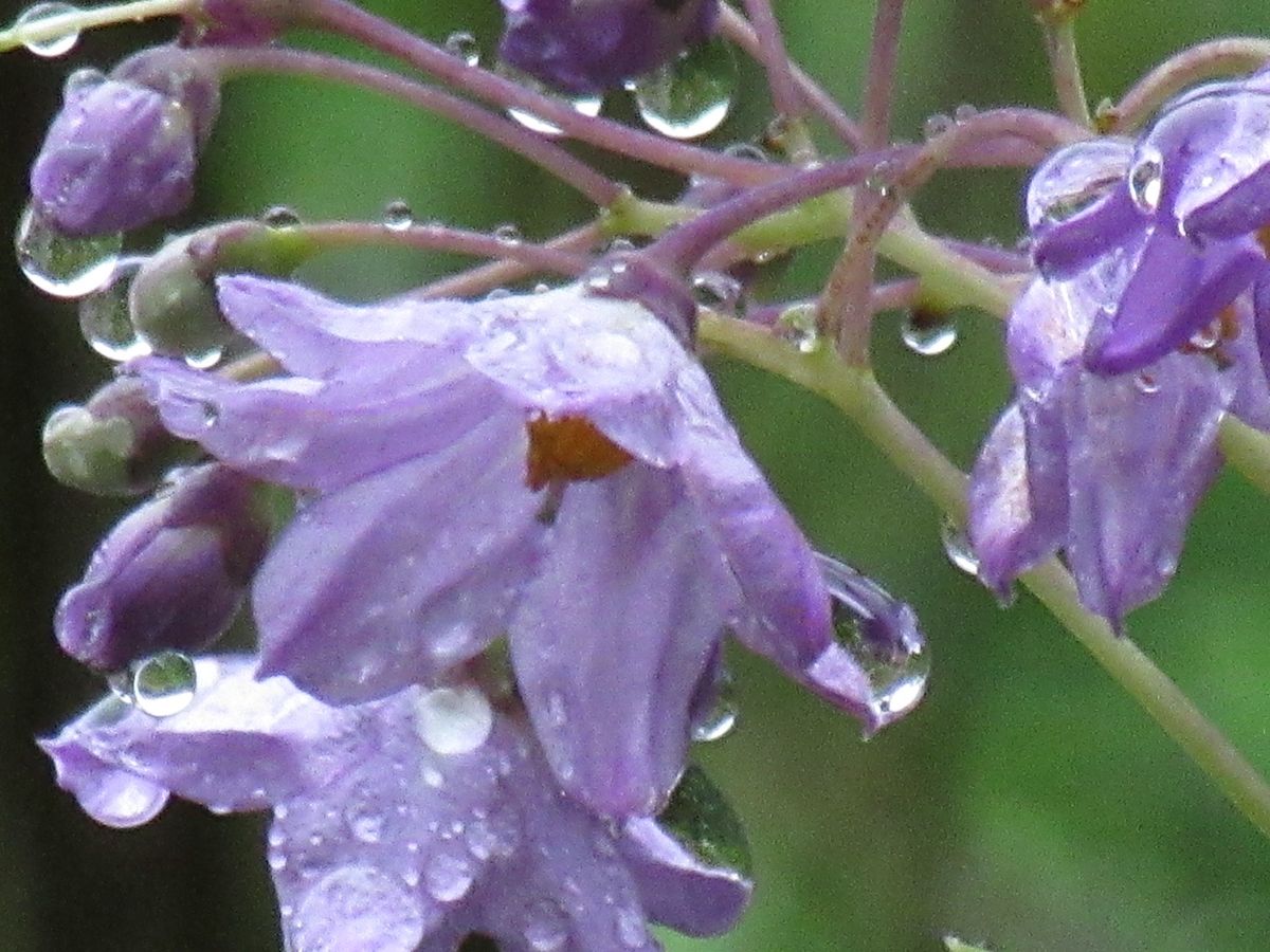 夢愛(ゆめ)の花日記♪