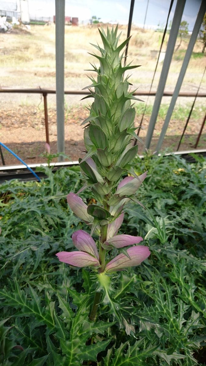 これが本当の花なんだね！