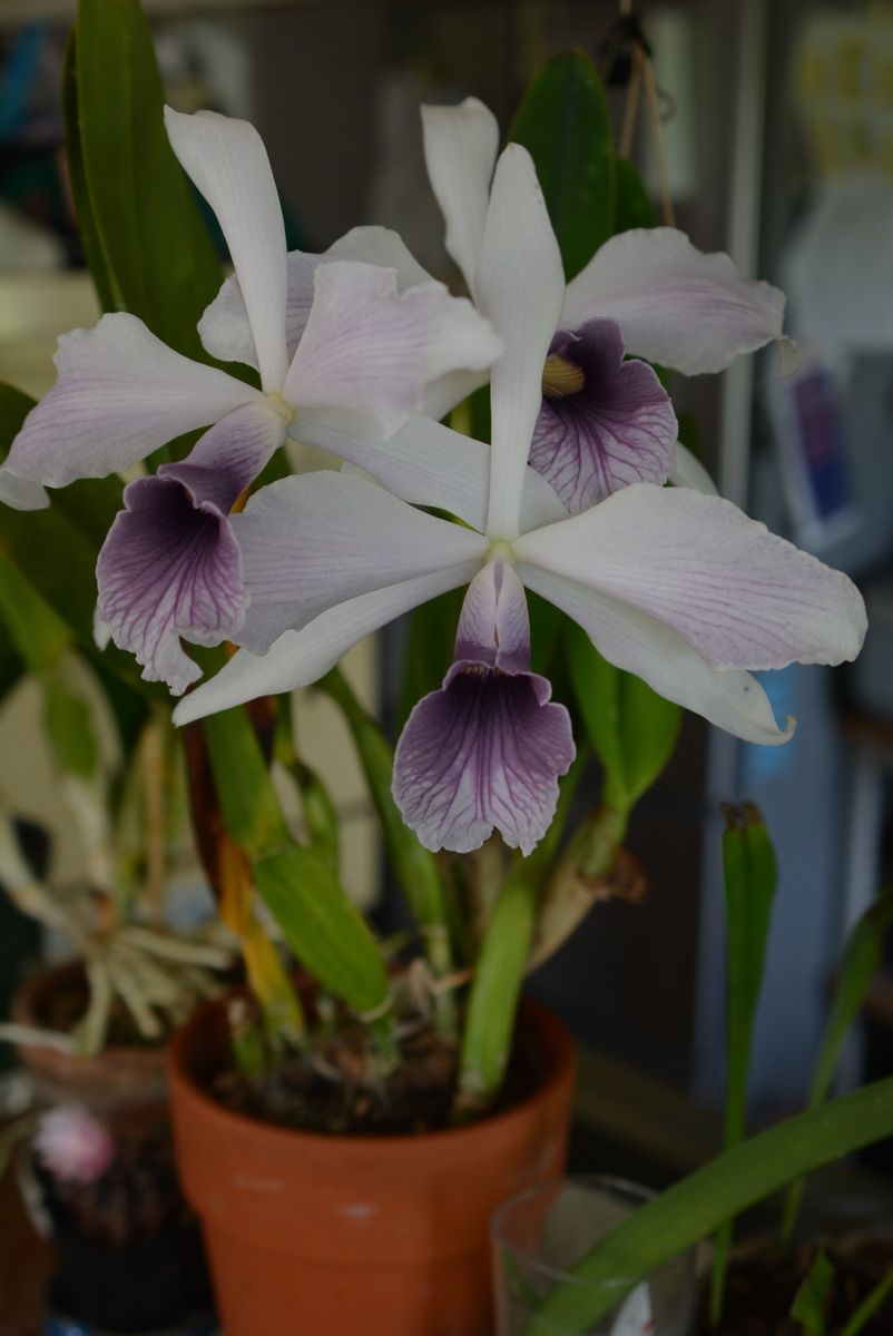 C.purpurata ardosia-striata