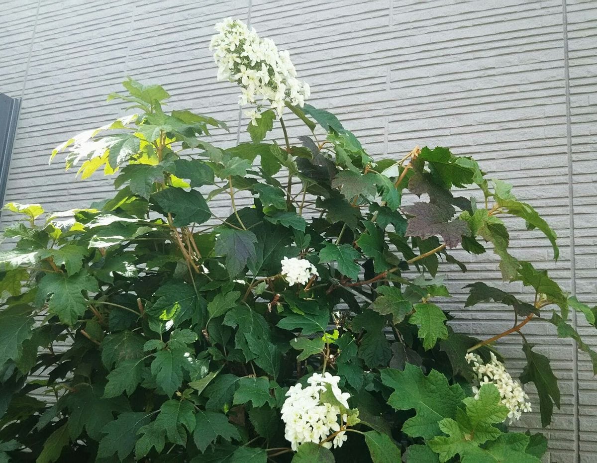 6月～紫陽花色々