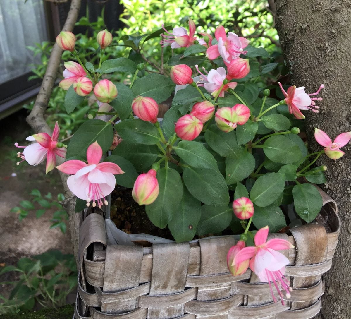 今日の花