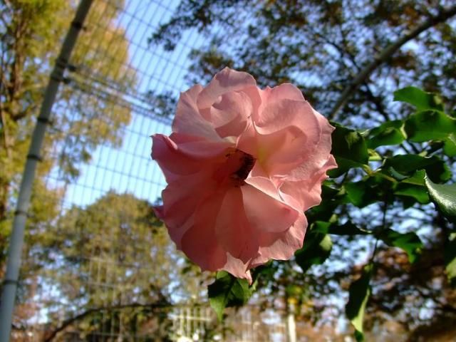 相模原北公園のバラ