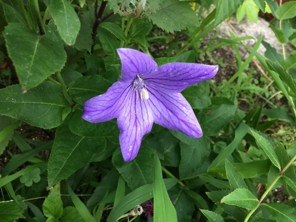 今日の花    ２