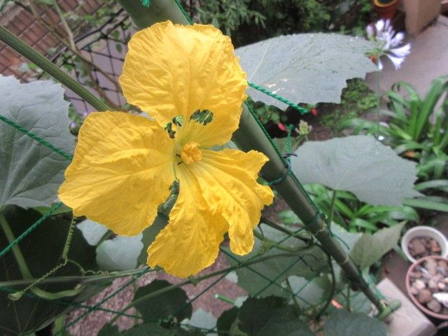 雨の中、花が咲きました～＼(◎o◎)／！