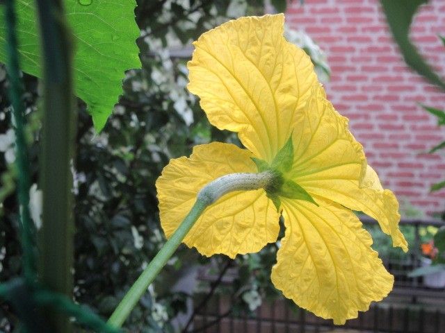 雨の中、花が咲きました～＼(◎o◎)／！