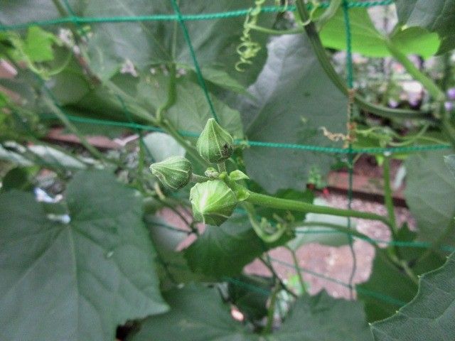 雨の中、花が咲きました～＼(◎o◎)／！