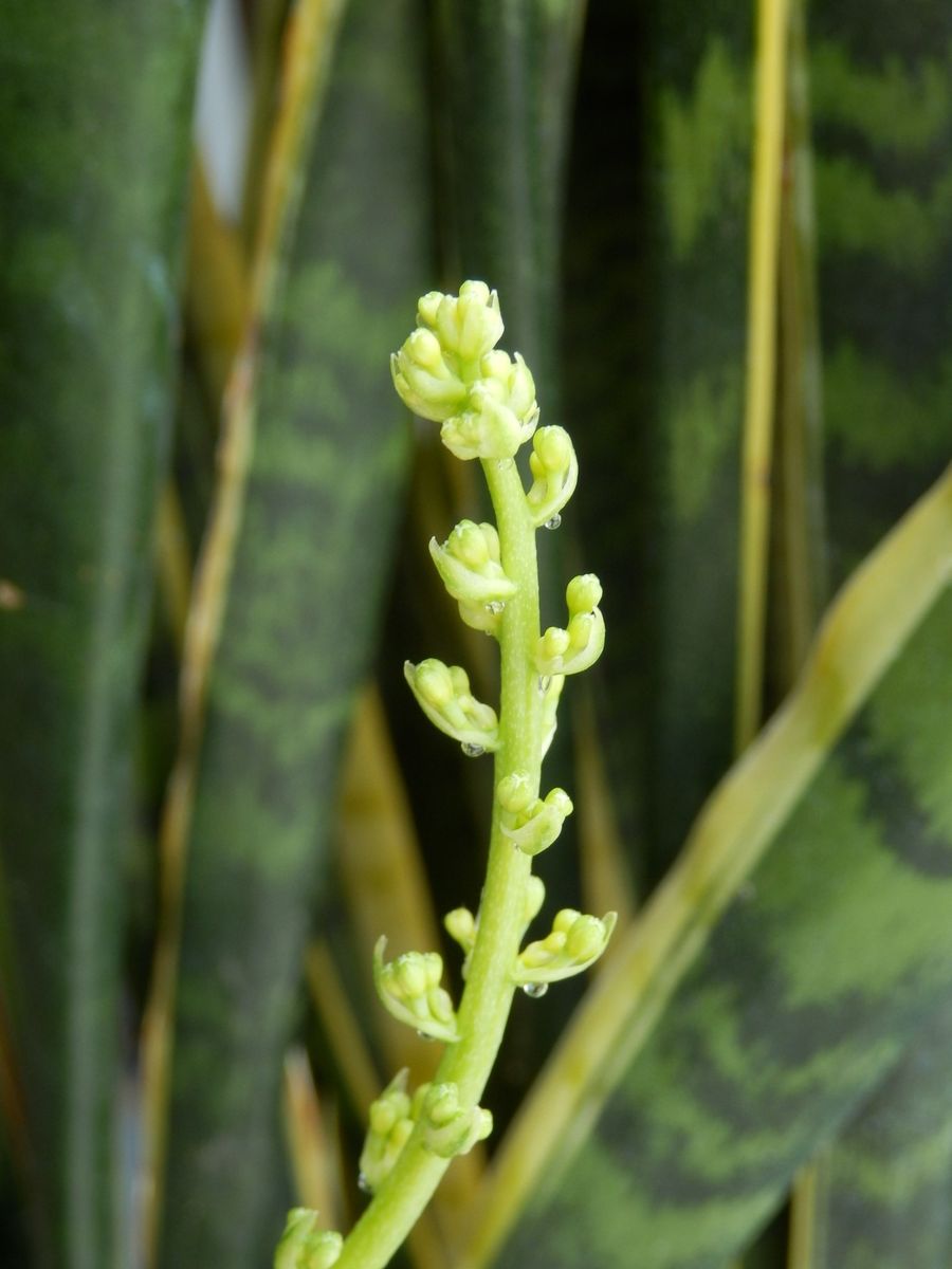 サンセベリアに花？