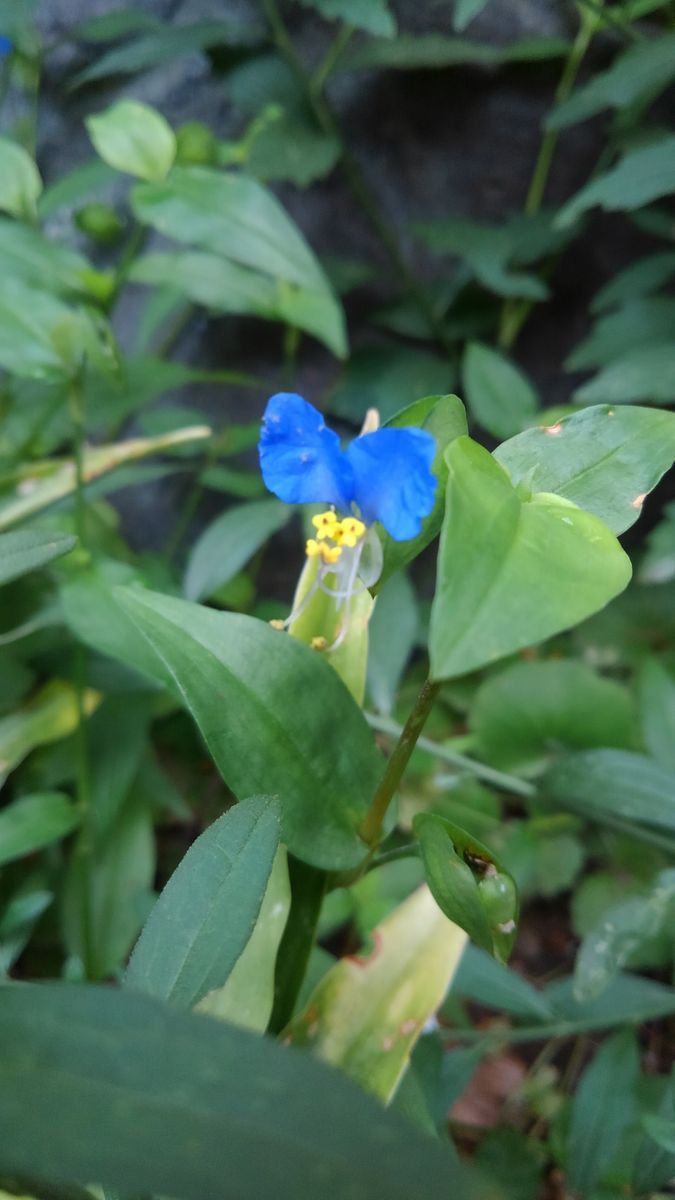 野に咲く小さな花たちも紫系