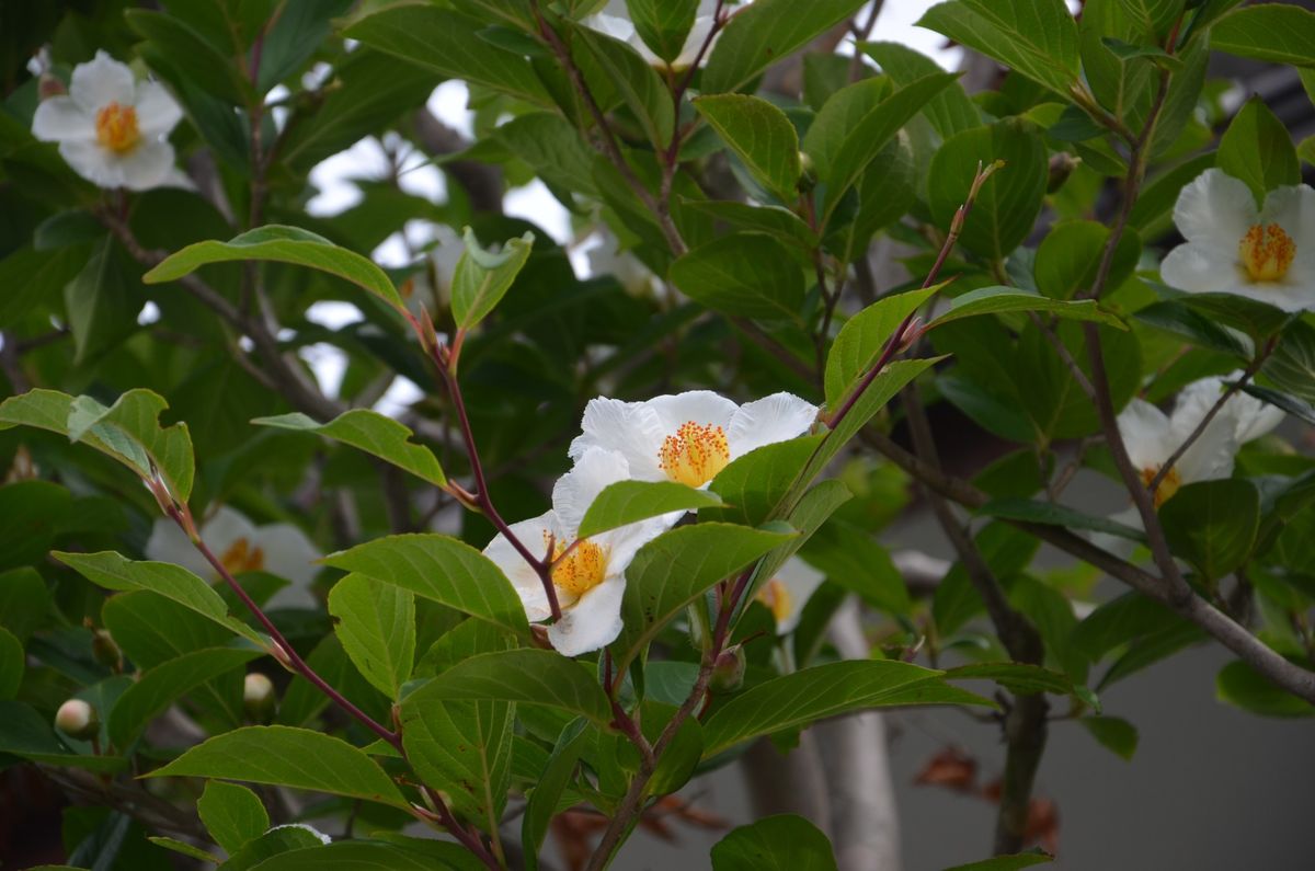 沙羅の木＝夏椿（ナツツバキ）