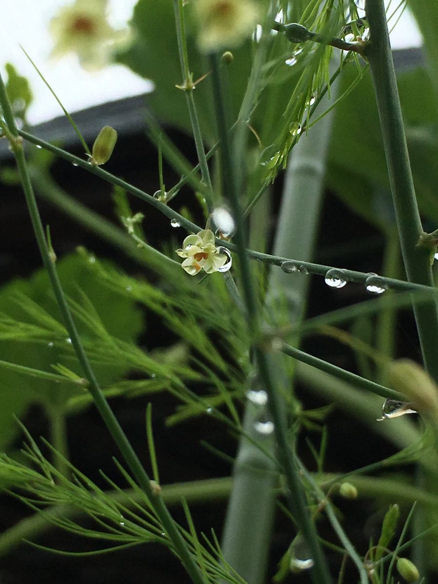 重そうだね。雨粒💧