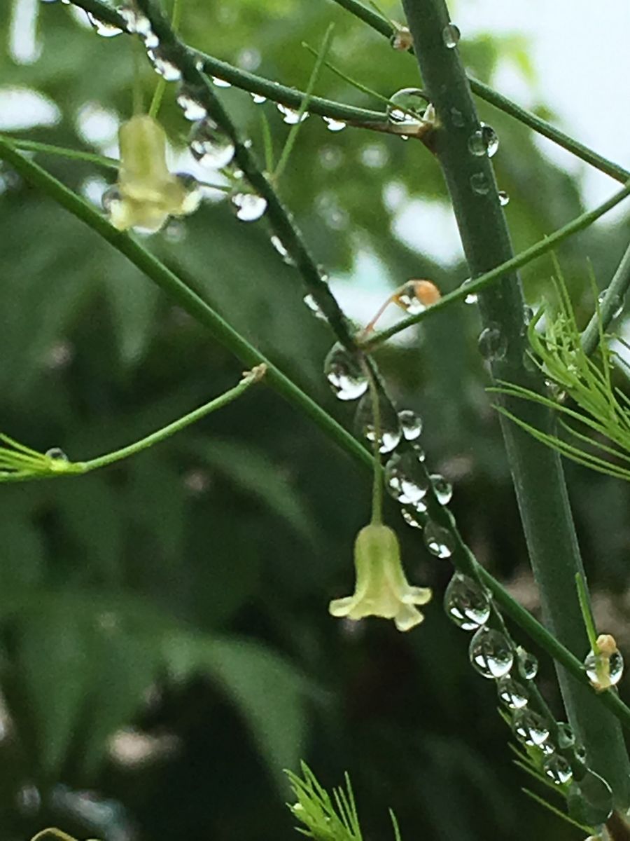 重そうだね。雨粒💧