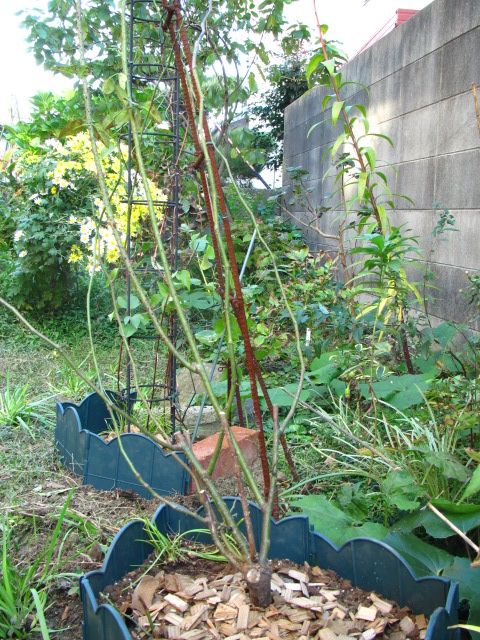 バラの植え替え