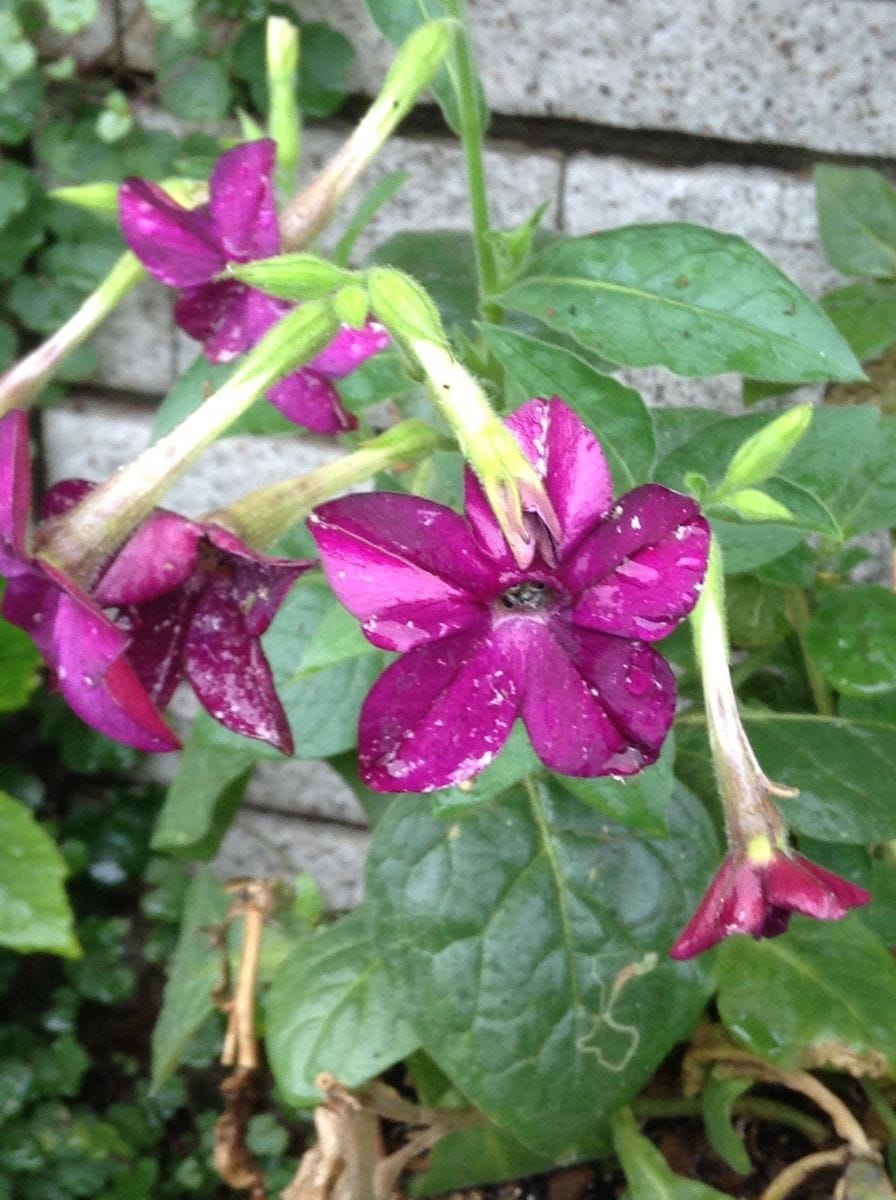 昨日の写真です。雨の中で咲く花です。