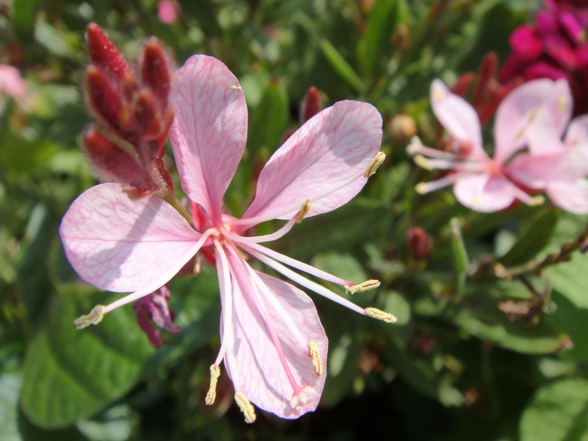 ピンク色の花たち