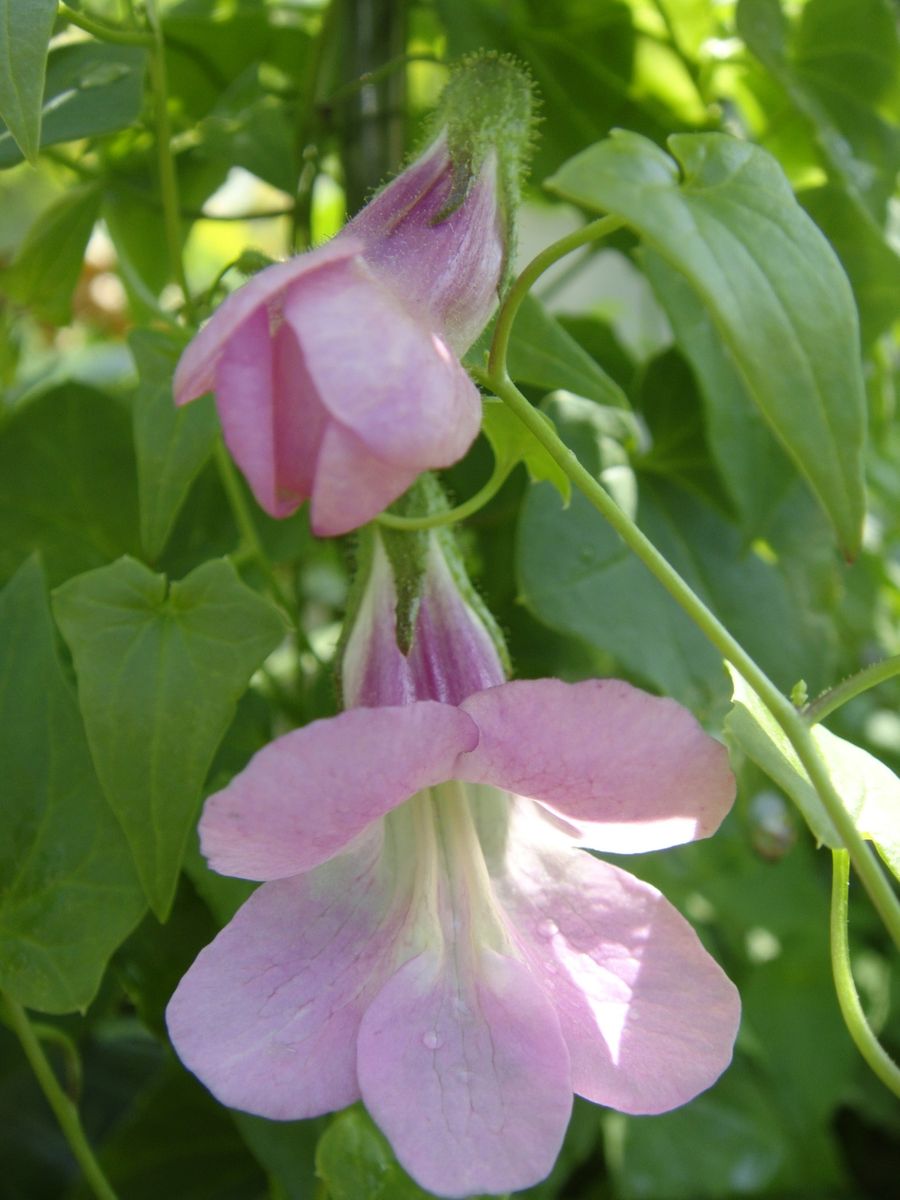 ピンク色の花たち