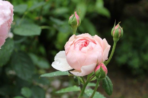 バラの二番花が