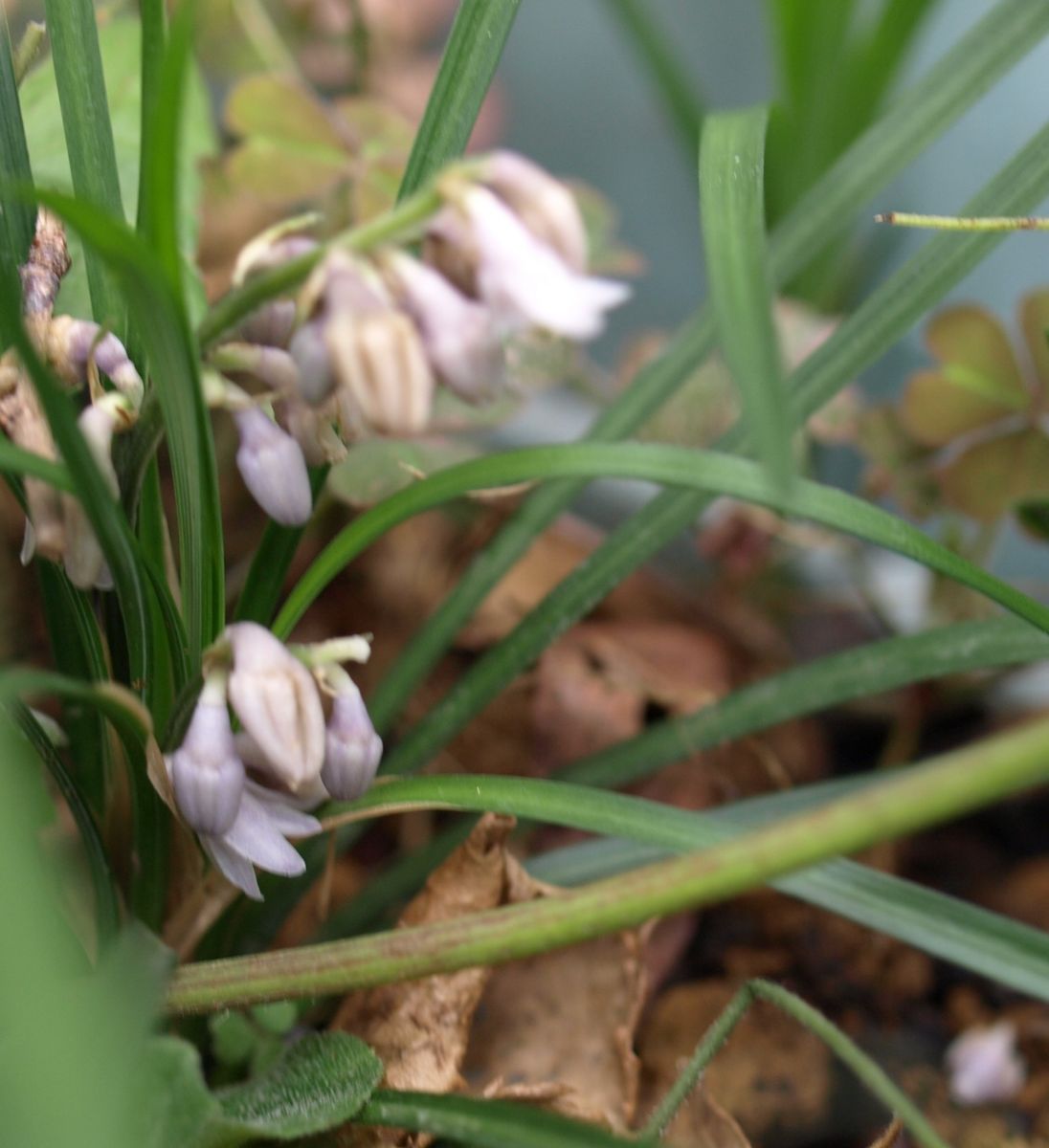 望ましい草、望ましくない草？