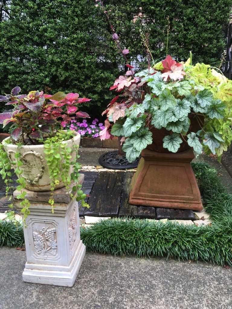 コリウスの寄せ植え 園芸日記by弥生５月 みんなの趣味の園芸