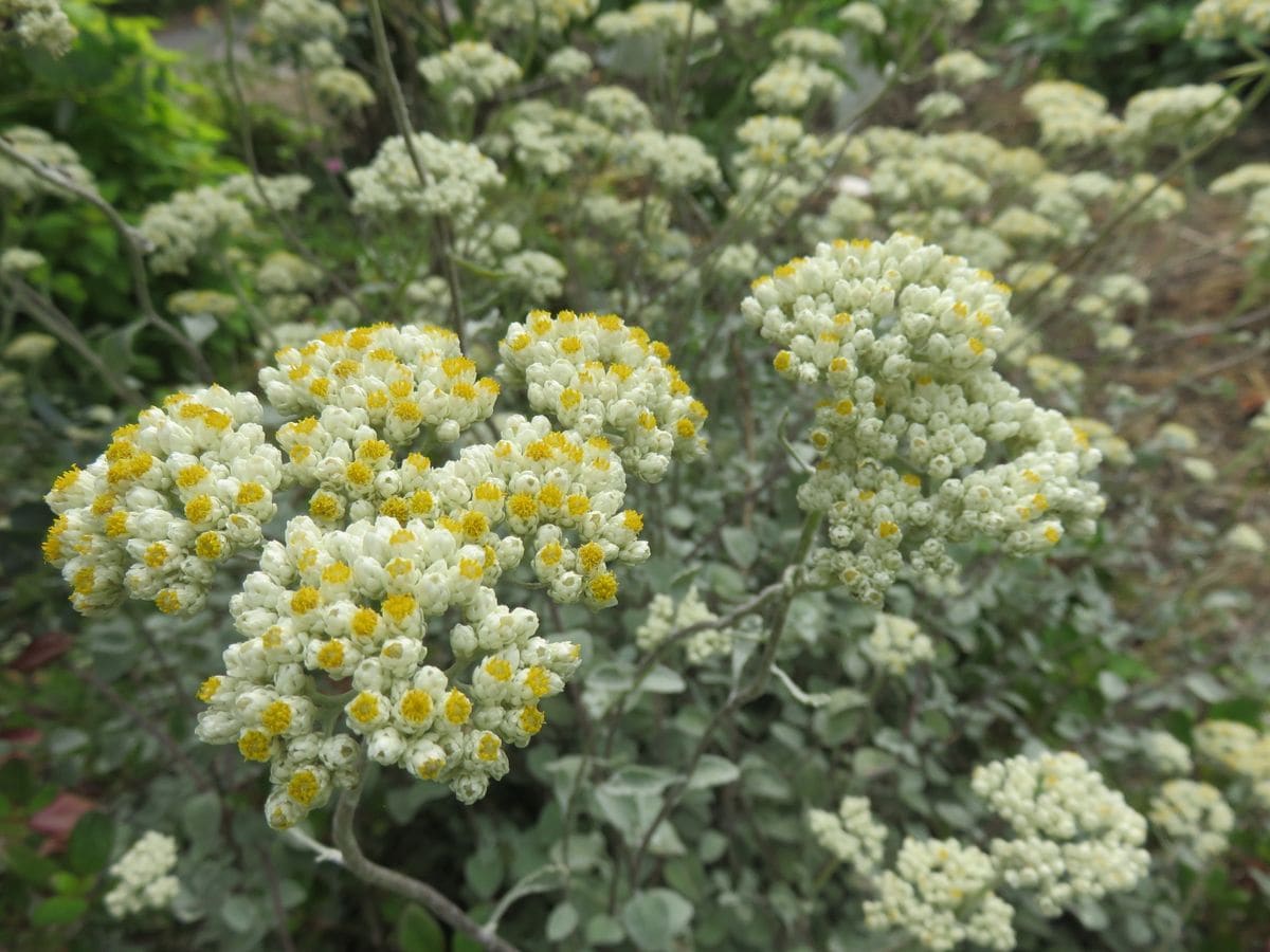 ヘリクリサム シルバーの花とコンパクトダリア２種 園芸日記byグリーンパラダイス みんなの趣味の園芸