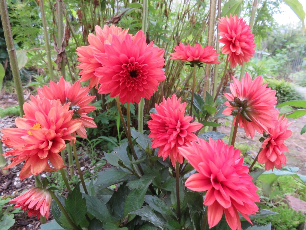 ヘリクリサム　シルバーの花とコンパクトダリア２種