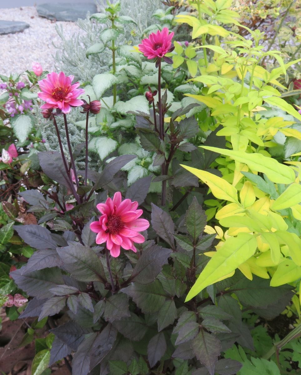 ヘリクリサム　シルバーの花とコンパクトダリア２種