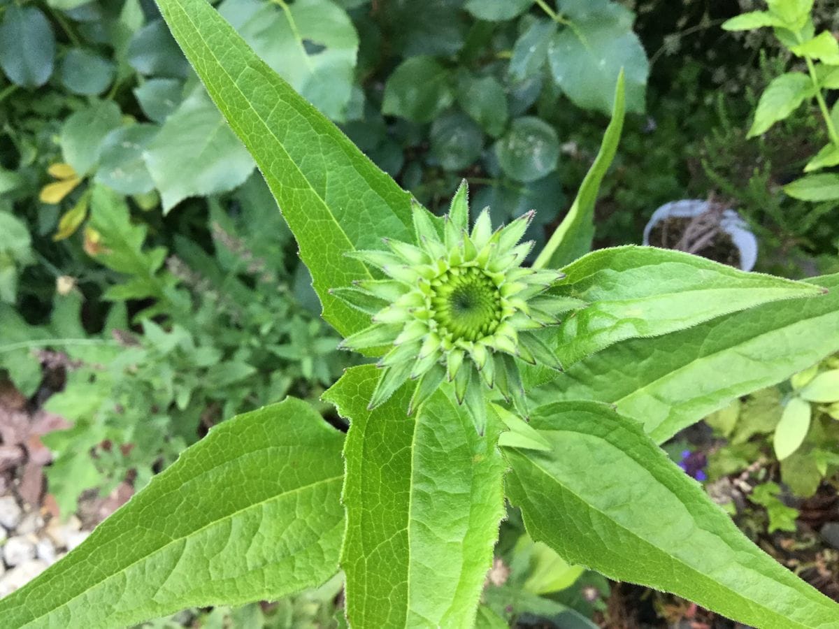 2年越しの開花です。