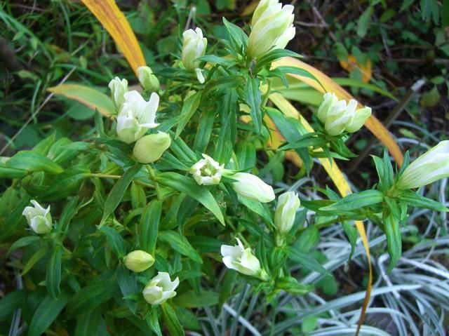 「リンドウ」白花…庭で咲く最後の草花？