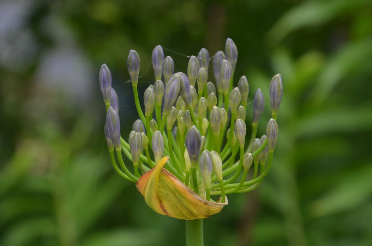 アジサイ「墨田の花火」と　アガパンサス